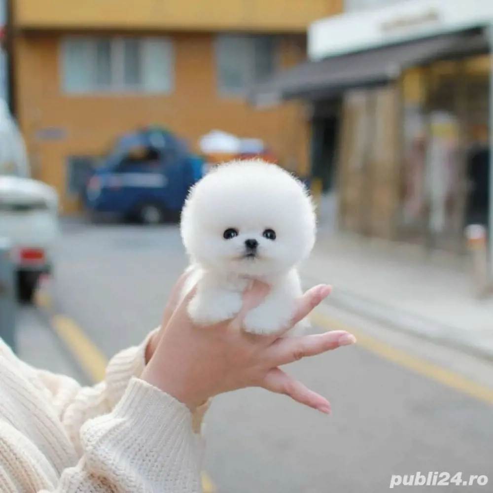 Pomeranian mini toy 