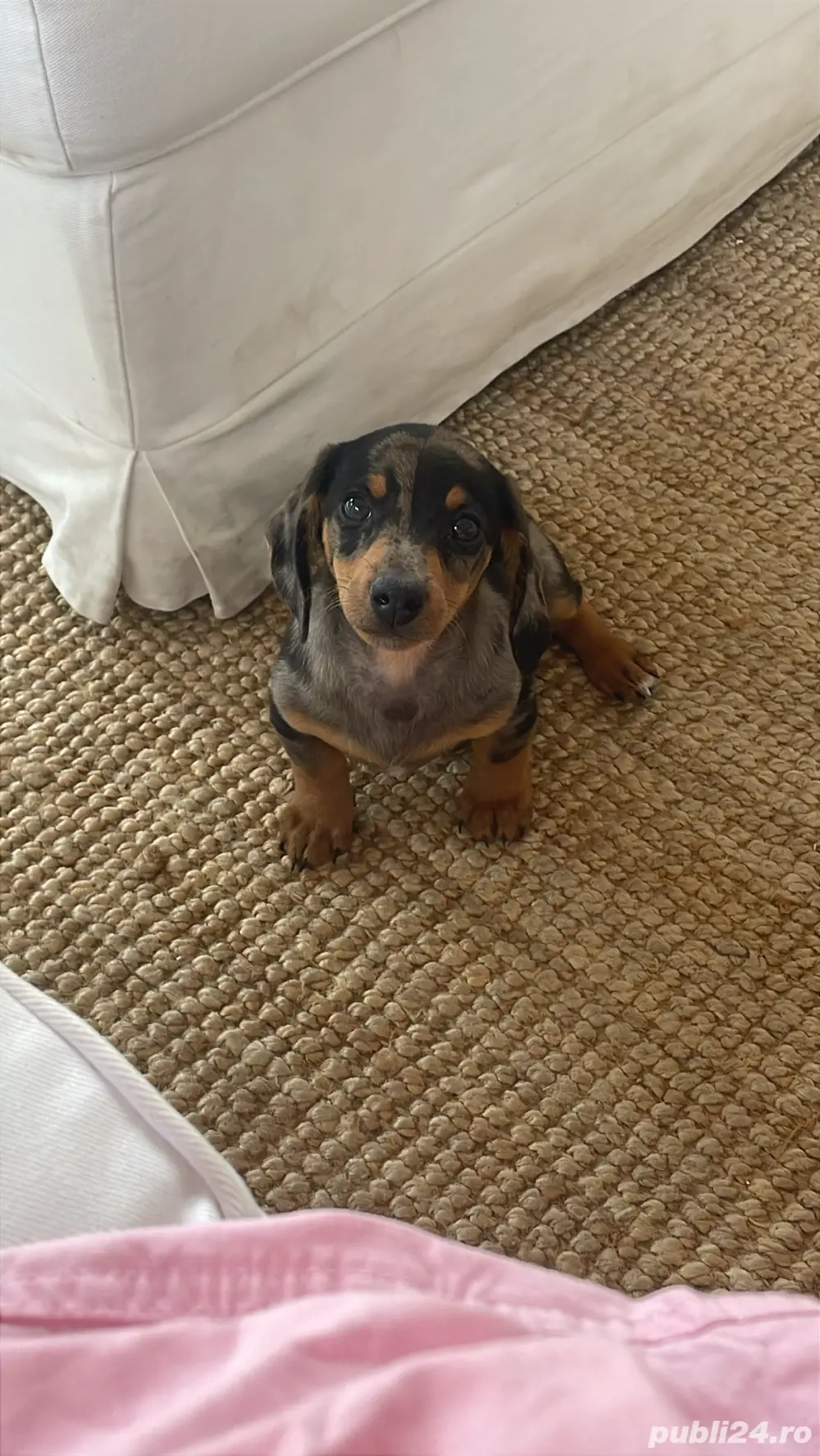 Teckel Pitic Arlechin