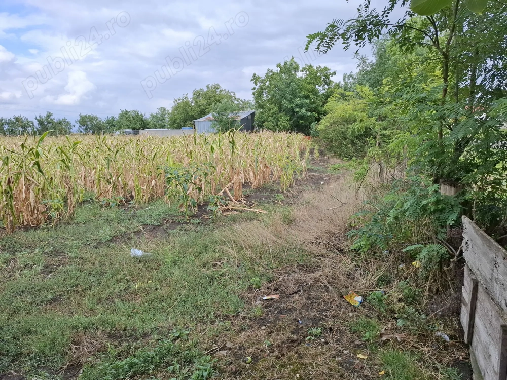 Loc de casa simandul de sus 50m latime