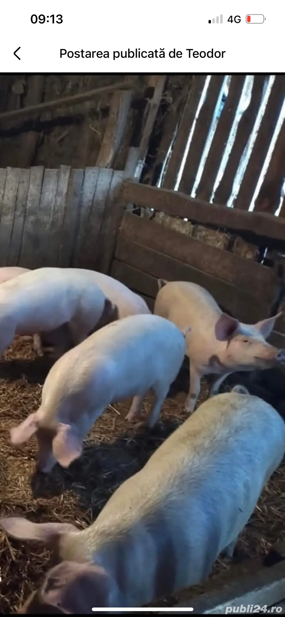 vand porci crescuti natural ! 