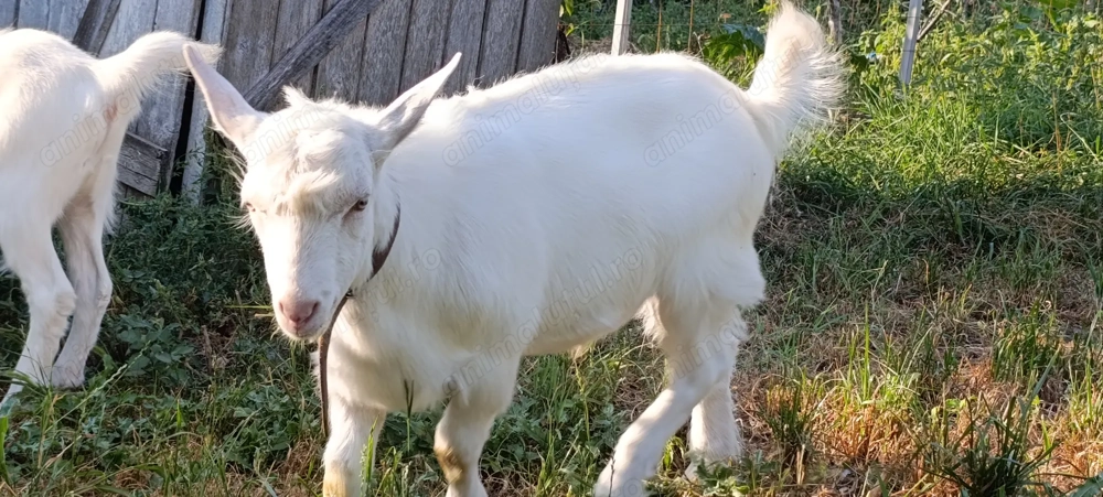 Țap sanen  Țap sanen