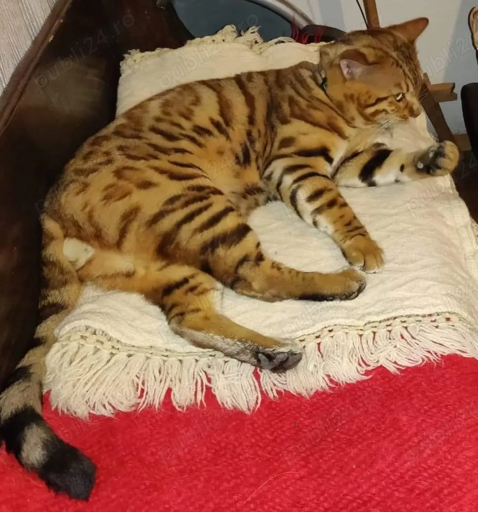 Vând pui pisică Bengal  Vând pui pisică Bengal