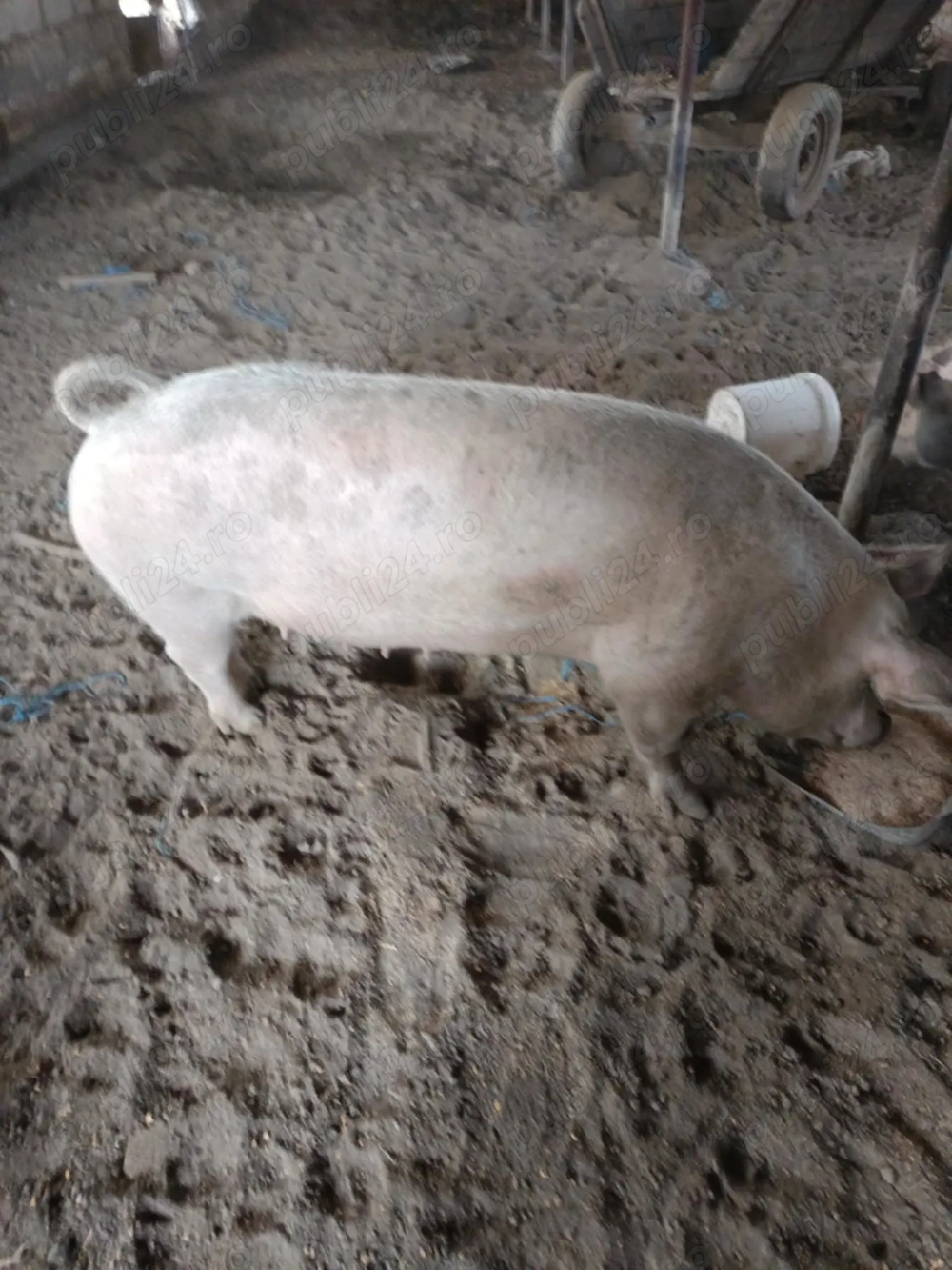 De vânzare Purcea greutate 180kg. De vânzare Purcea greutate 180kg.