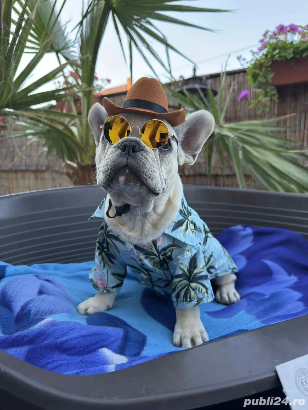 Bulldog Francez Mascul