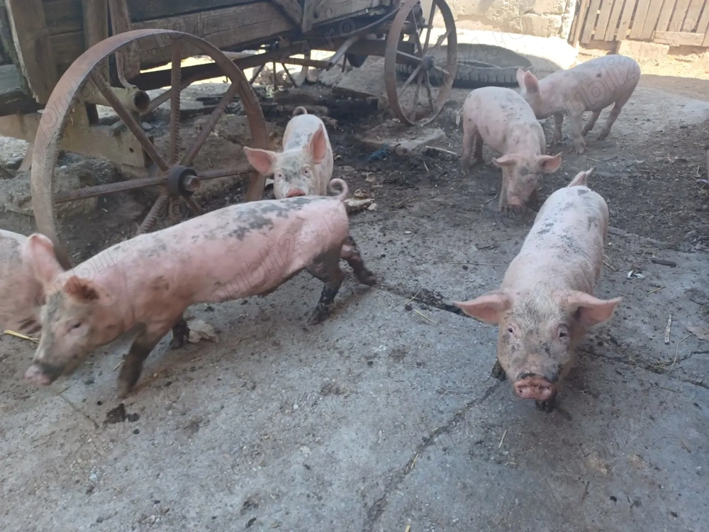 Vand purcei de 2 luni Vand purcei de 2 luni