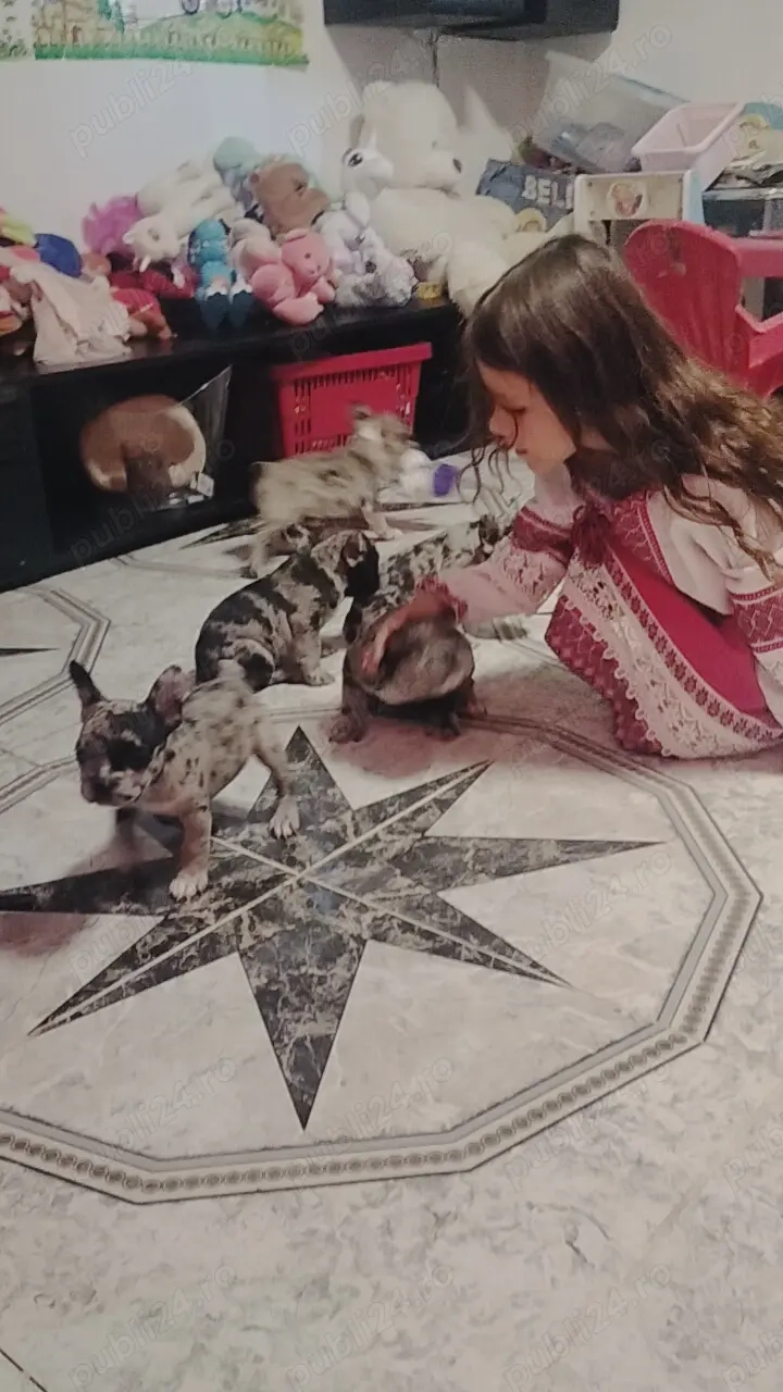 Bulldog francez merle transport gratuit 