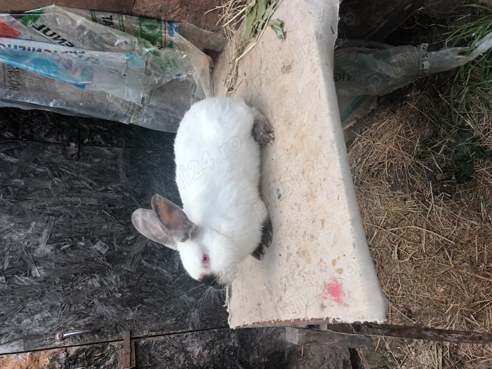 Masculi rasa californian