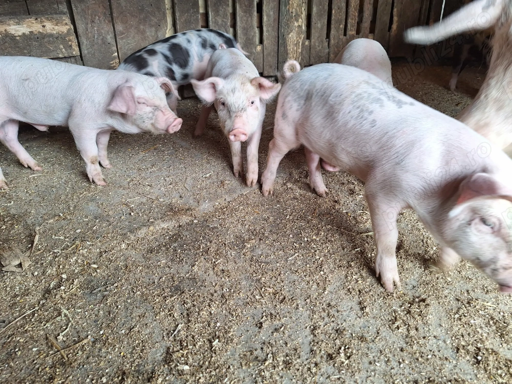 7 purcei de 8 saptamani 