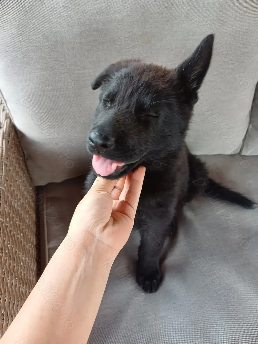 Ciobănesc german negru