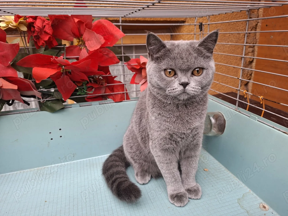  British Shorthair Blue femela