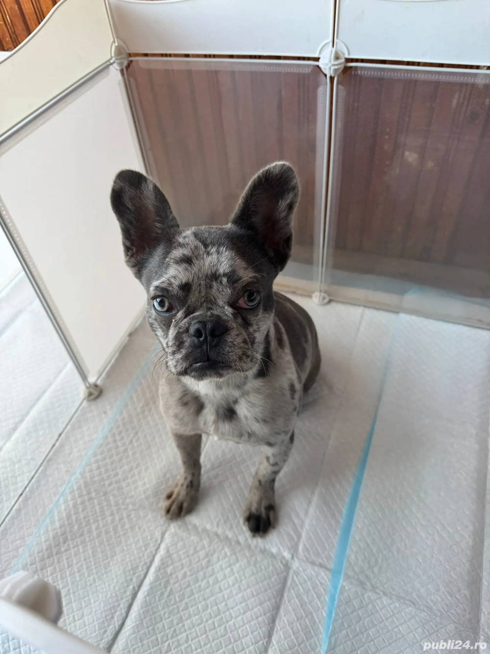 Vand Bulldog Francez Merle  Vand Bulldog Francez Merle