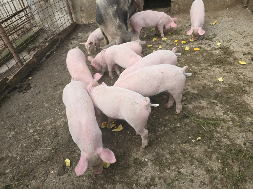 Purcei de vanzare 7 saptamani (marele alb) Purcei de vanzare 7 saptamani (marele alb)