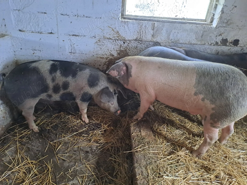 Vând porci mari de la 120 la 250kg