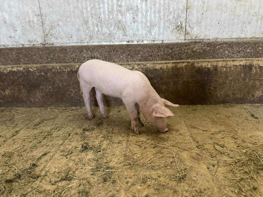 Purcei de calitate! Premium.