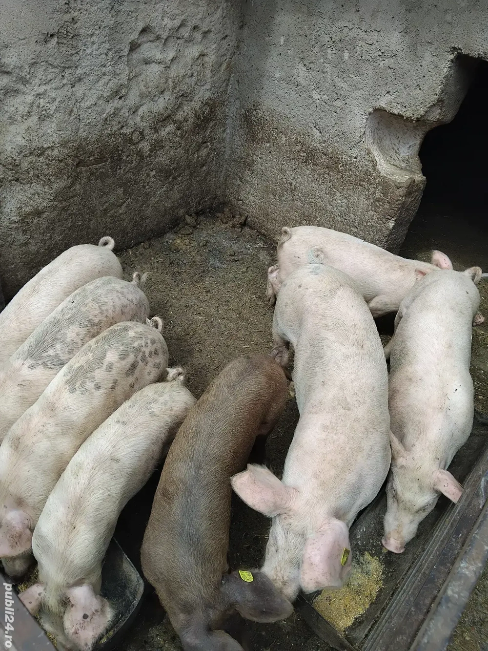 Vând purcei Vând purcei