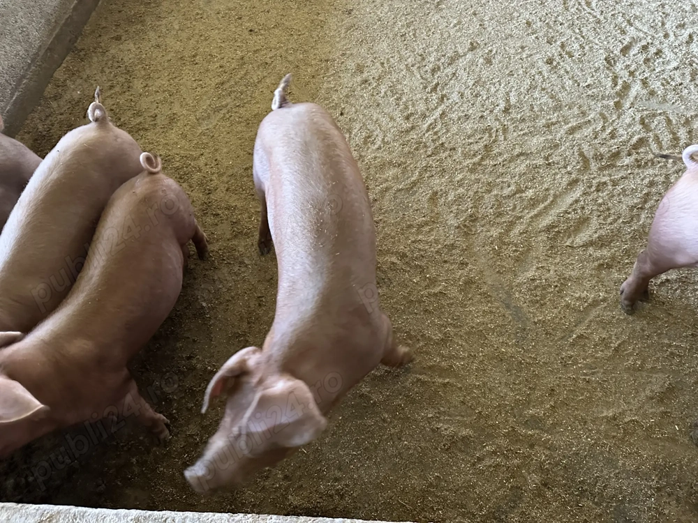 Porc pentru tăiat calitate premium! Porc pentru tăiat calitate premium!