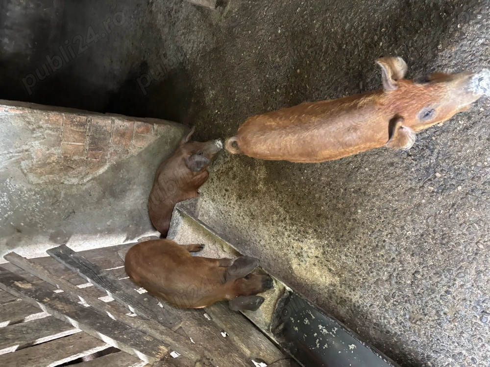 De vânzare purcei Mangalita!!! De vânzare purcei Mangalita!!!