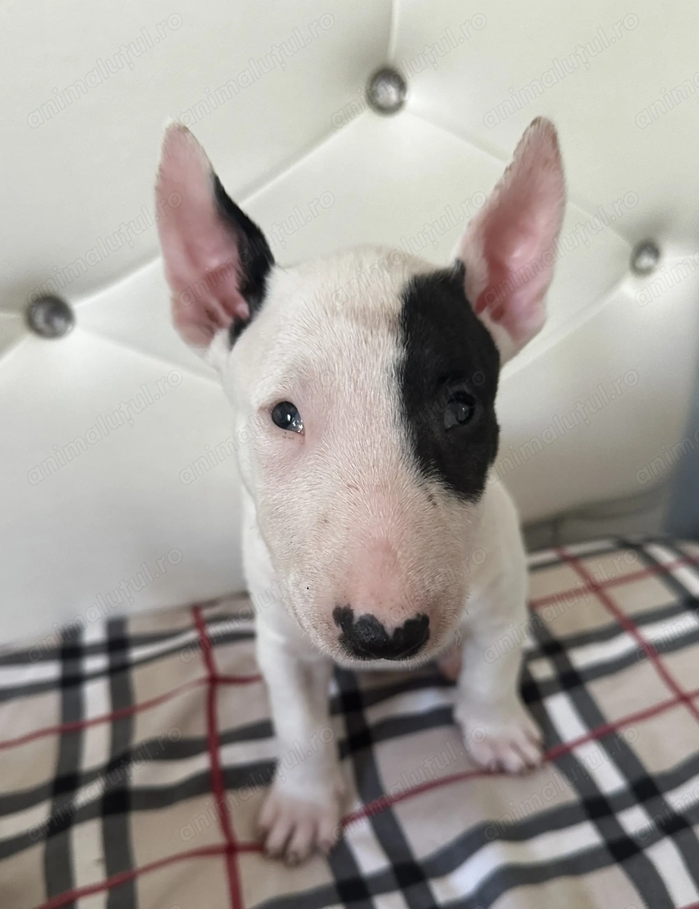 Fetița Bull Terrier,disponibilă 
