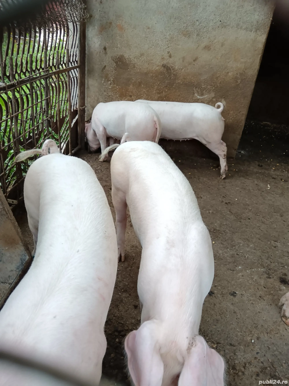 Șoldani landrace. Șoldani landrace.