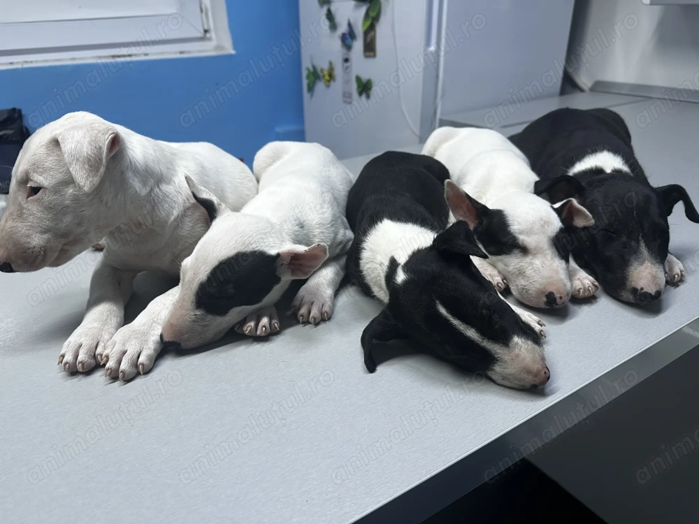  Pui Bull Terrier disponibili   5 exemplare