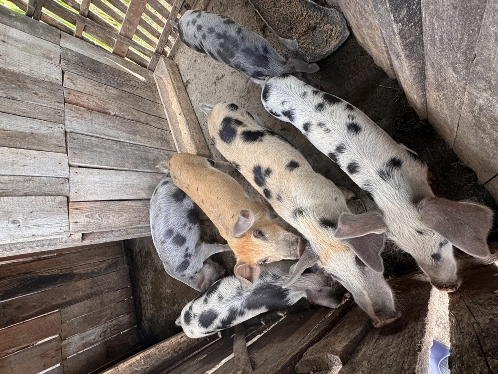  Porci de vânzare   Pietrar cu Marele Alb 