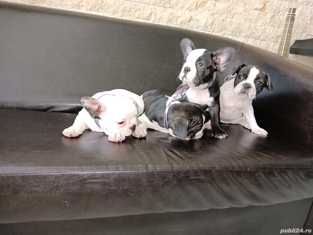 Bulldog francez din părinții cu pedigree Bulldog francez din părinții cu pedigree