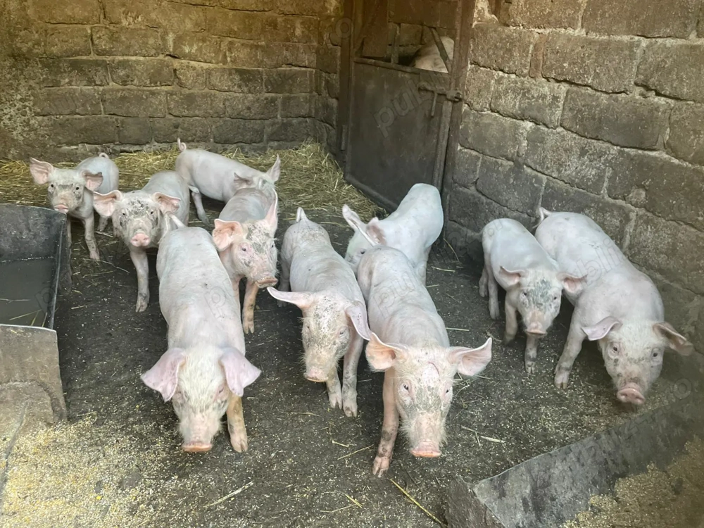 Vânzare purcei -Marele Alb cu landras(3 lunii)