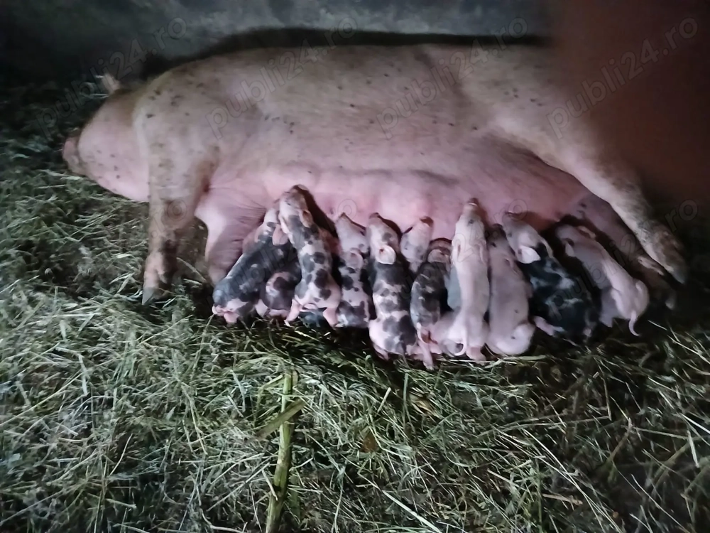 Pietrain, recunoscuți pentru carnea lor slabă. 