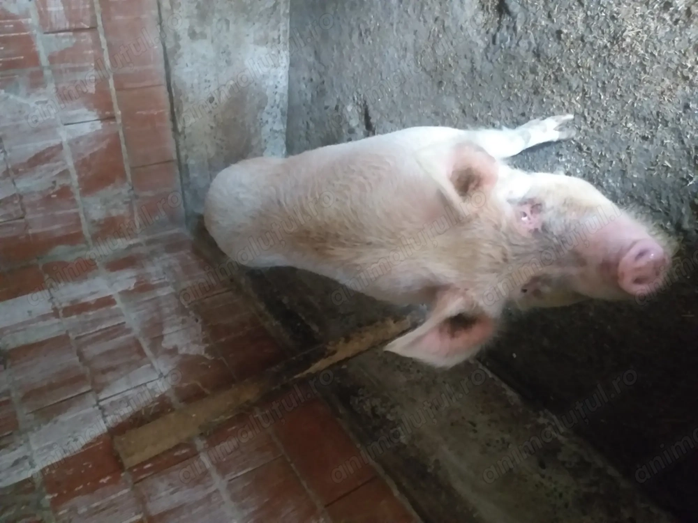 Vand porc duroc 240 kg