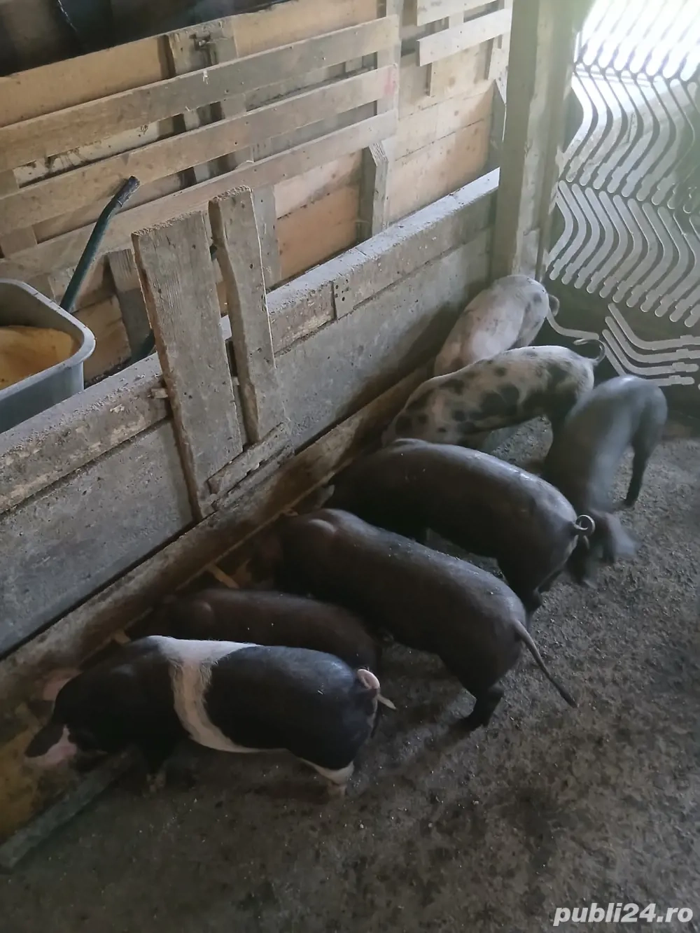 Vand Purcei 10 saptamani Vand Purcei 10 saptamani