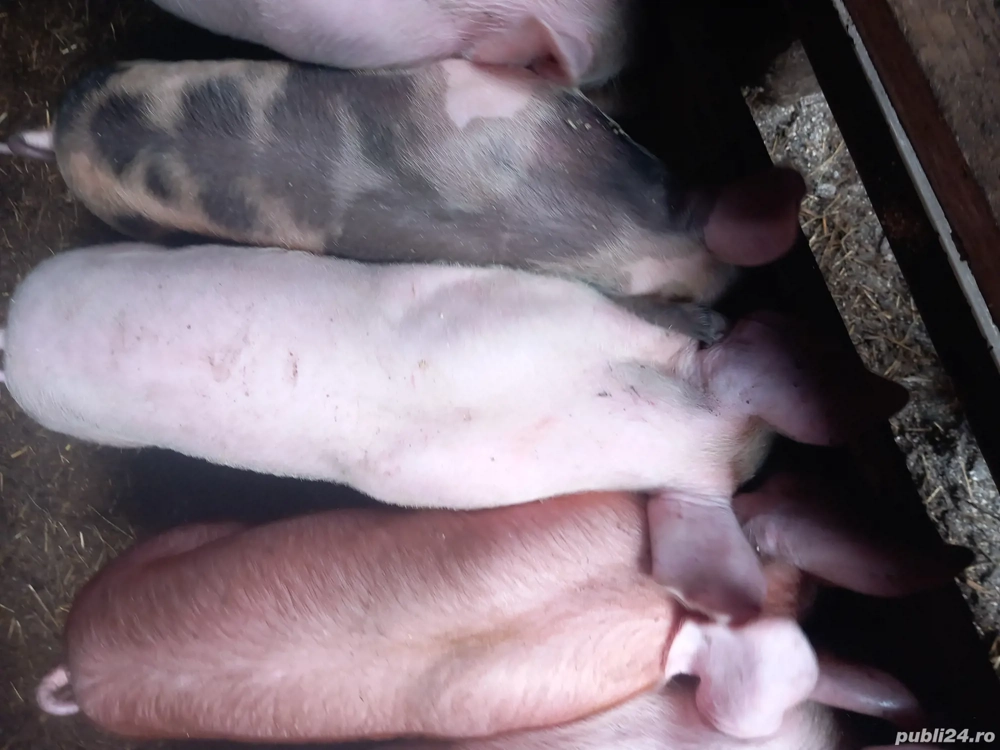 Purcei de vânzare 