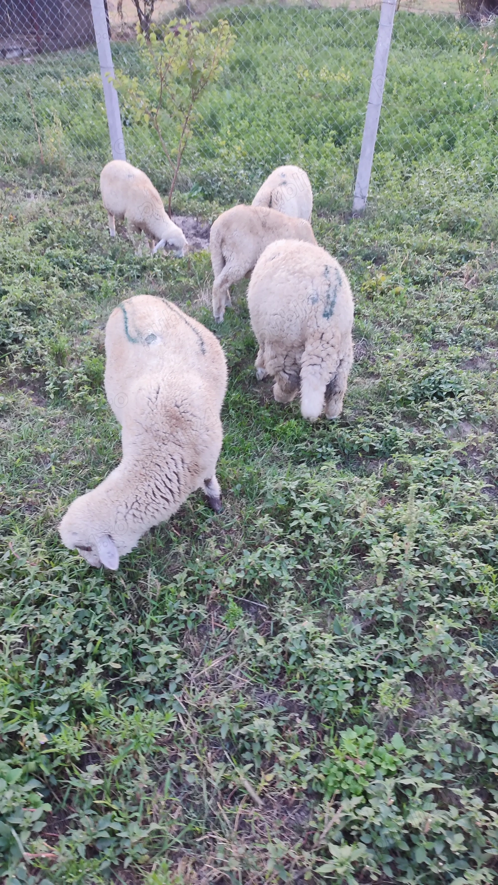 Vând 5 cârlani de anul acesta Vând 5 cârlani de anul acesta