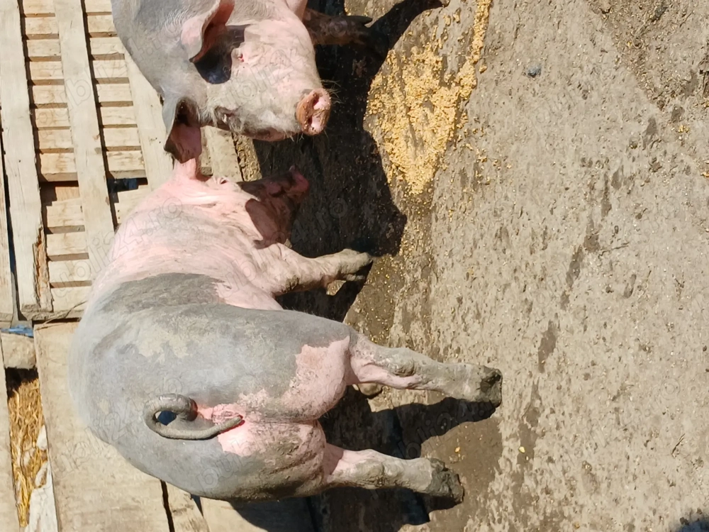 Porci de carne între 100kg și 170kg 