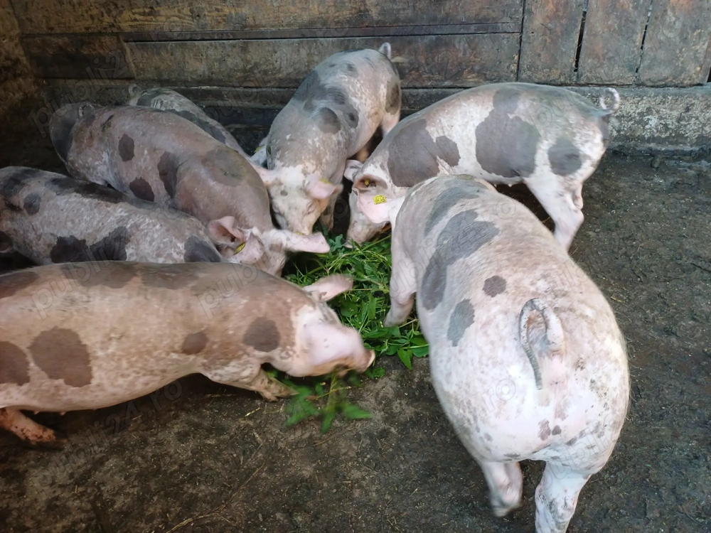 Vând șoldănei pietrain belgian de15săptamâni rasă de carne