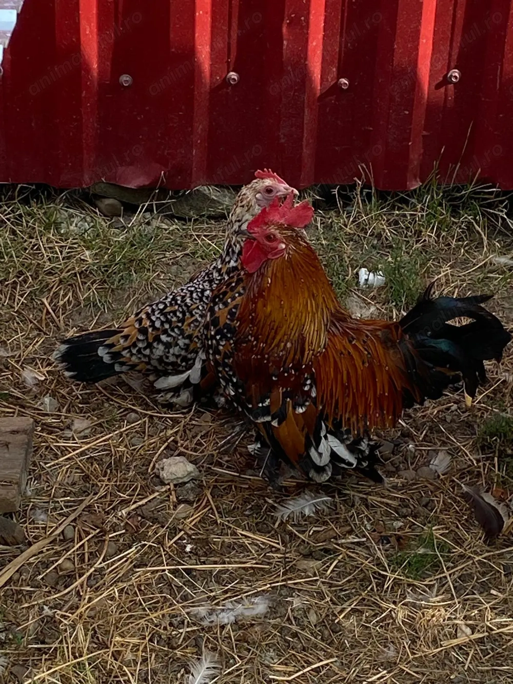 Vând Mii de Flori. Vând Mii de Flori.