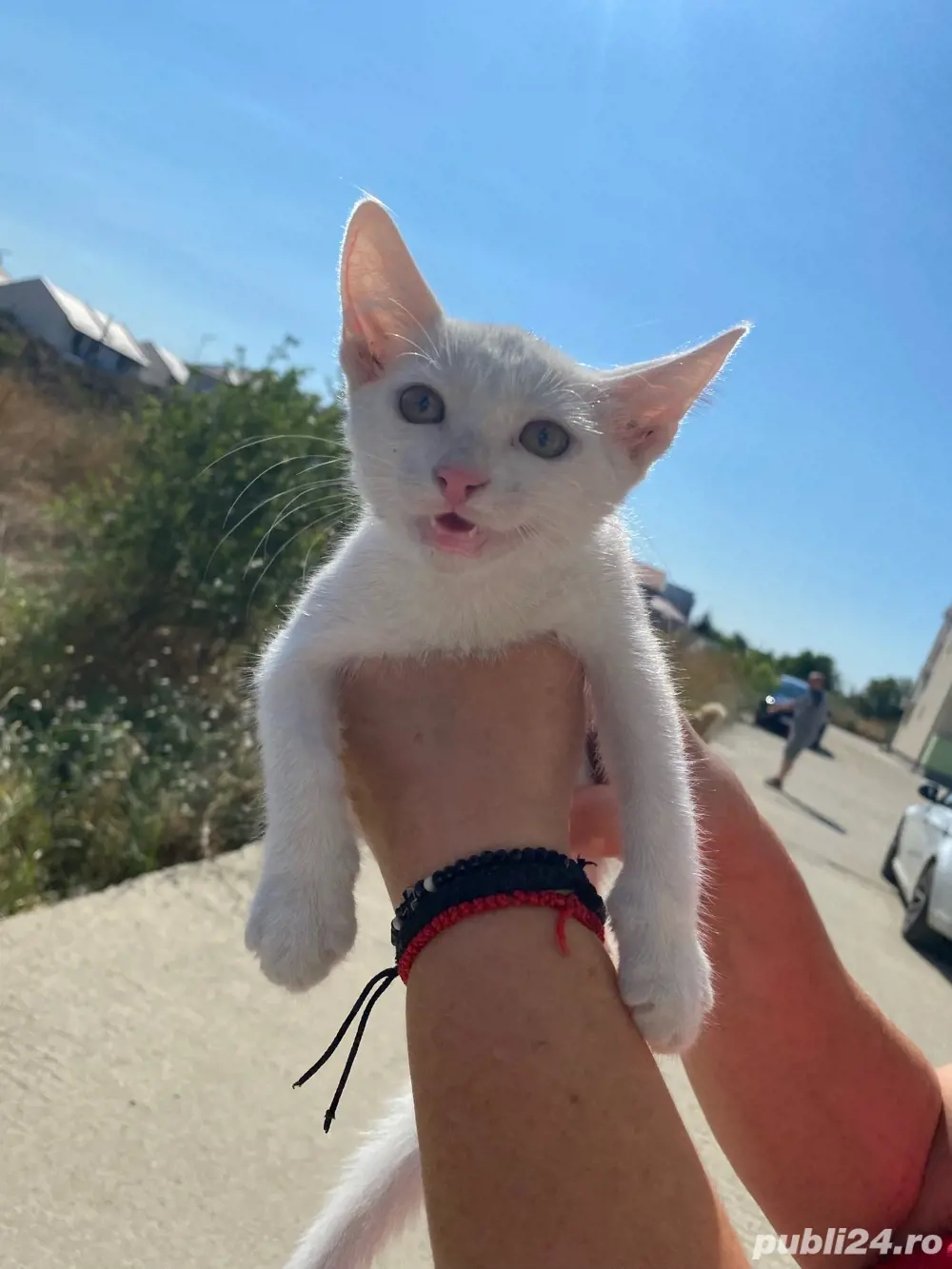 Pisicute sanatoase pentru adoptie, varsta 3 luni Pisicute sanatoase pentru adoptie, varsta 3 luni