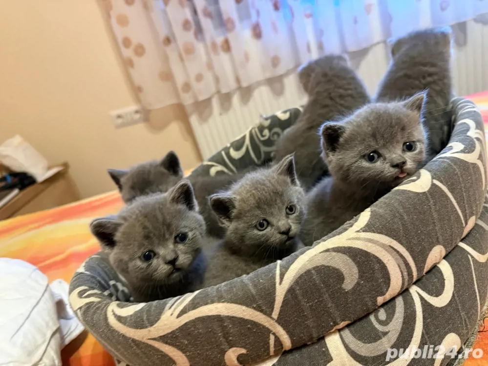 Puiuti, British Shorthair Blue Puiuti, British Shorthair Blue
