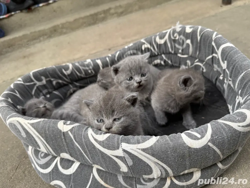 vand puiuti de British Shorthair Blue