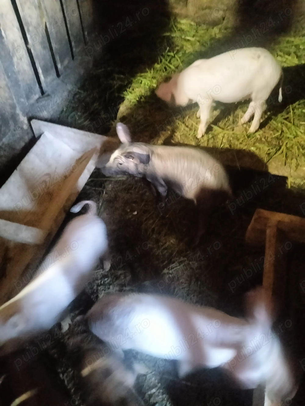 Vând purcei de 7 saptamani Vând purcei de 7 saptamani