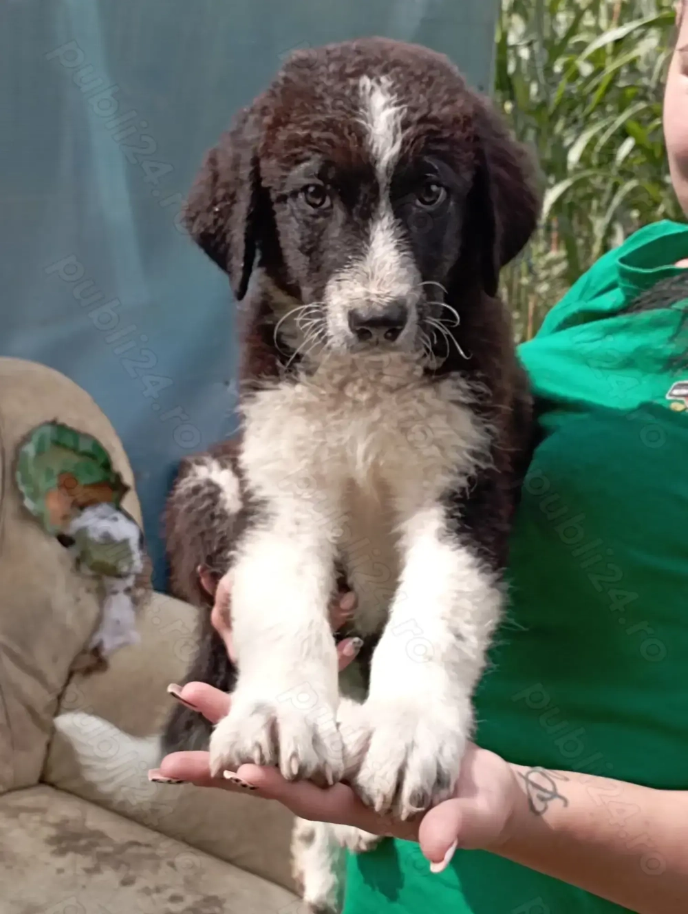 Ciobanesc carpatin și Ciobanesc de Bucovina.