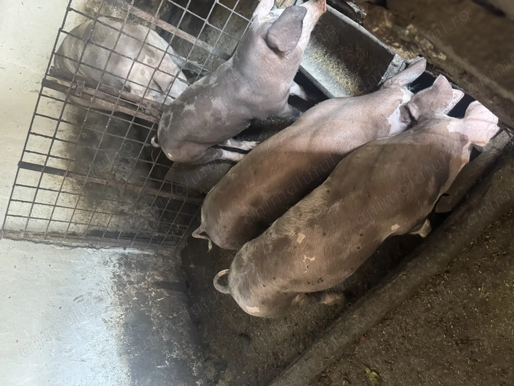 Purcei pietrean de vânzare  Purcei pietrean de vânzare