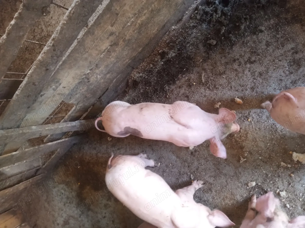 Vând purcei rasa de carbe Vând purcei rasa de carbe