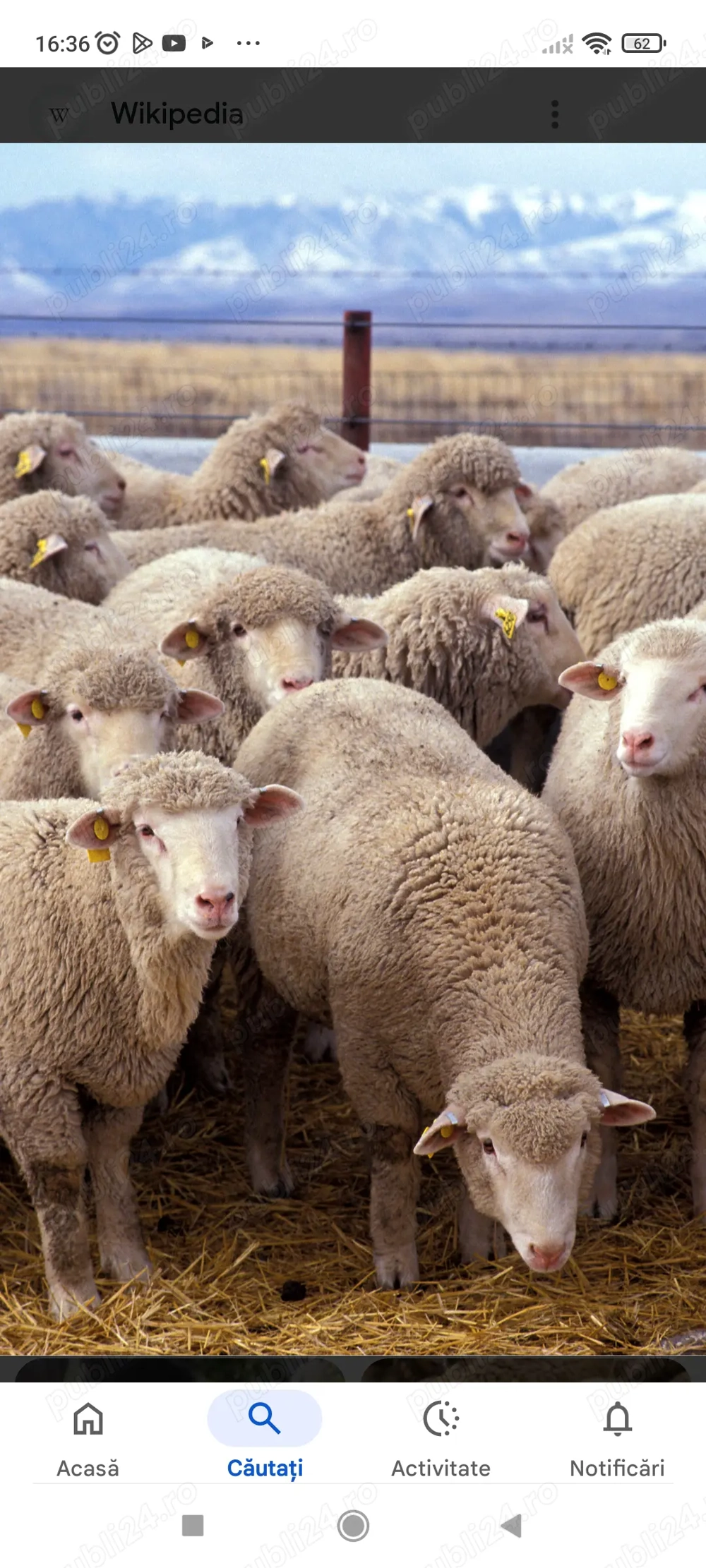 Caut  cioban la oi Caut  cioban la oi