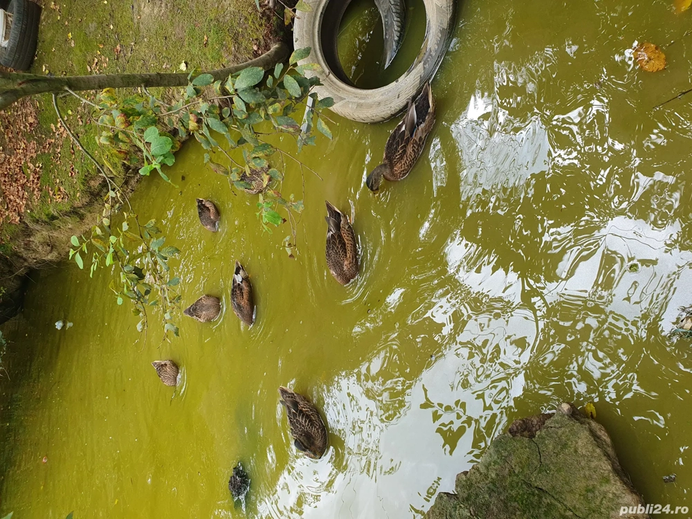 vînd rațe sălbatice tineret  vînd rațe sălbatice tineret