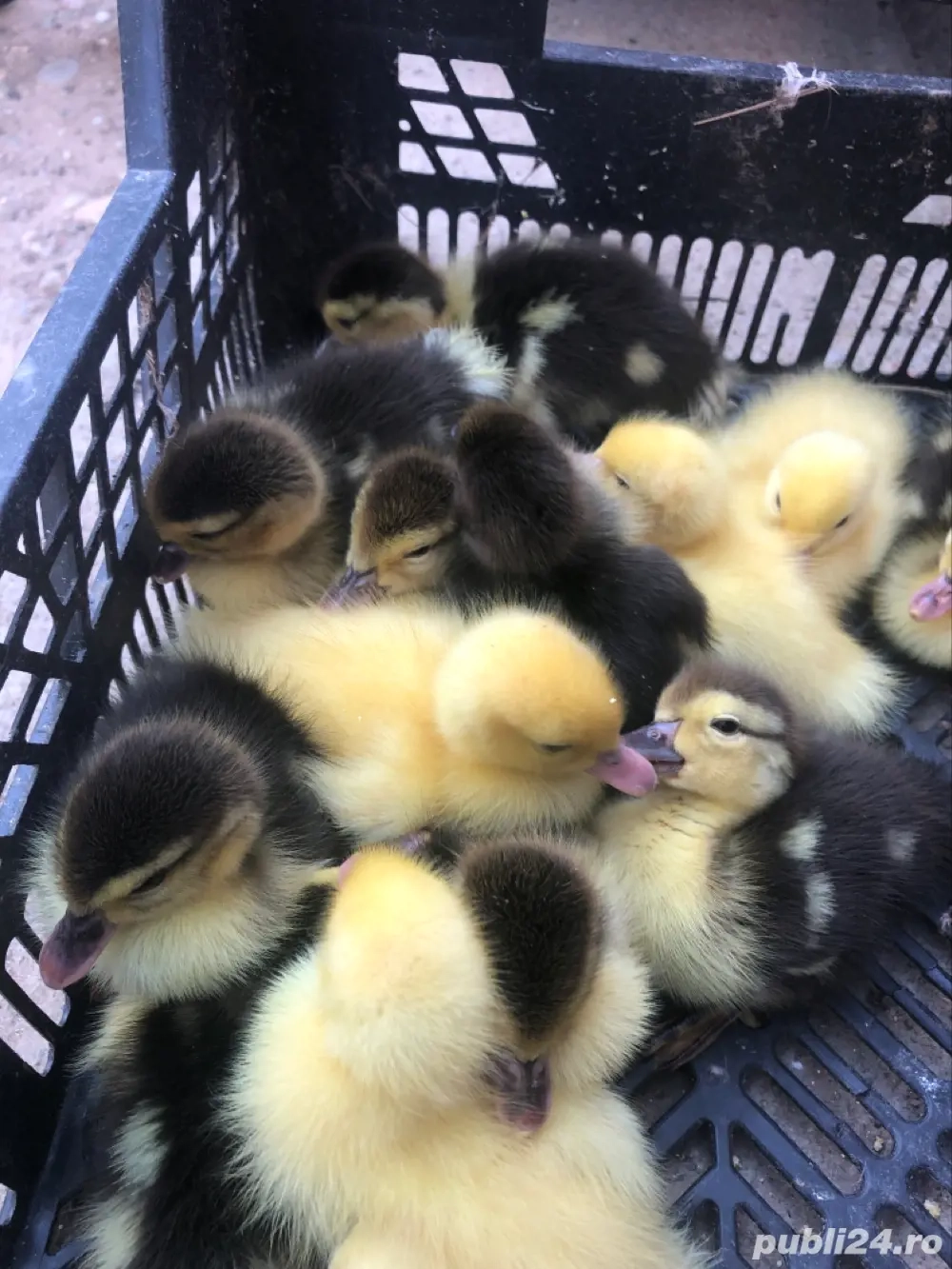 rate lesesti mute rate lesesti mute