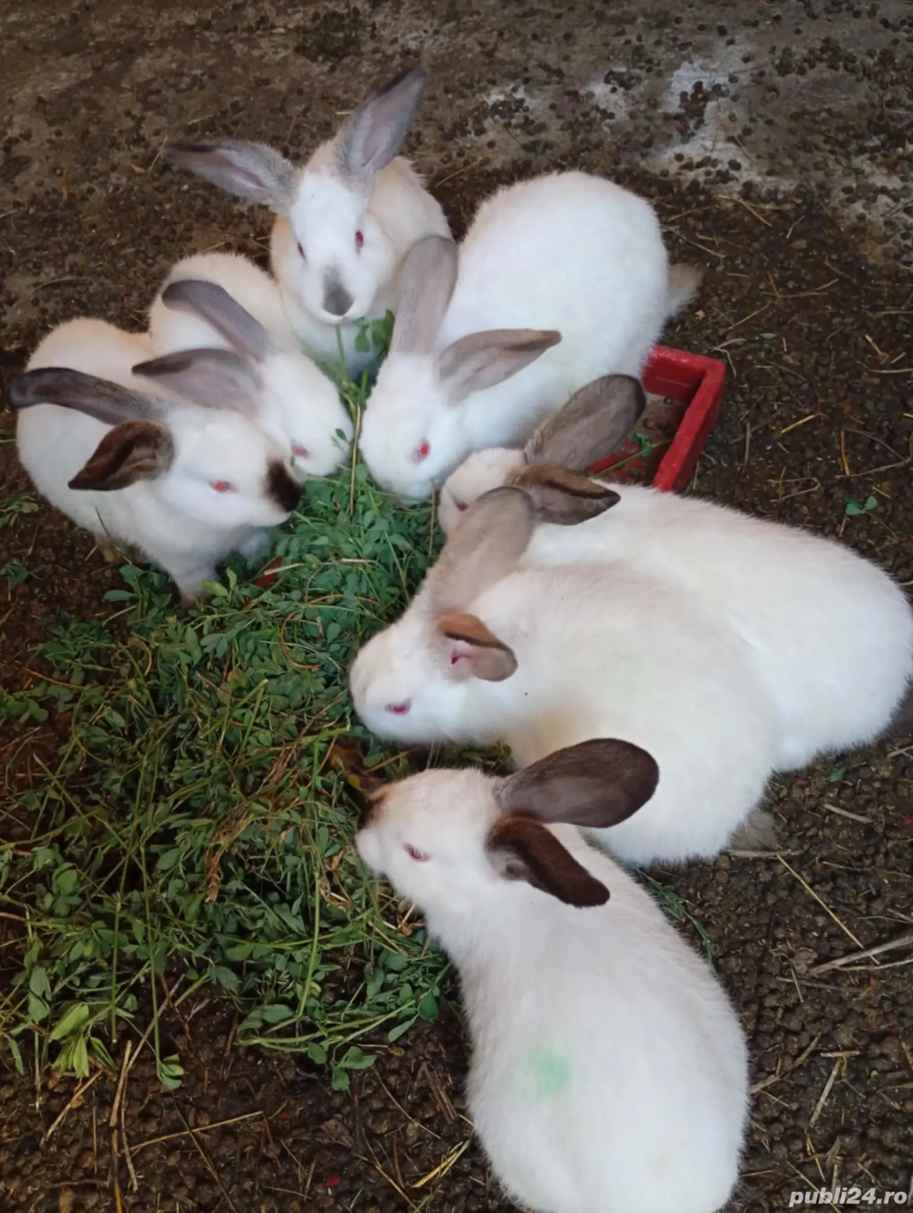 Vând iepuri Californieni !