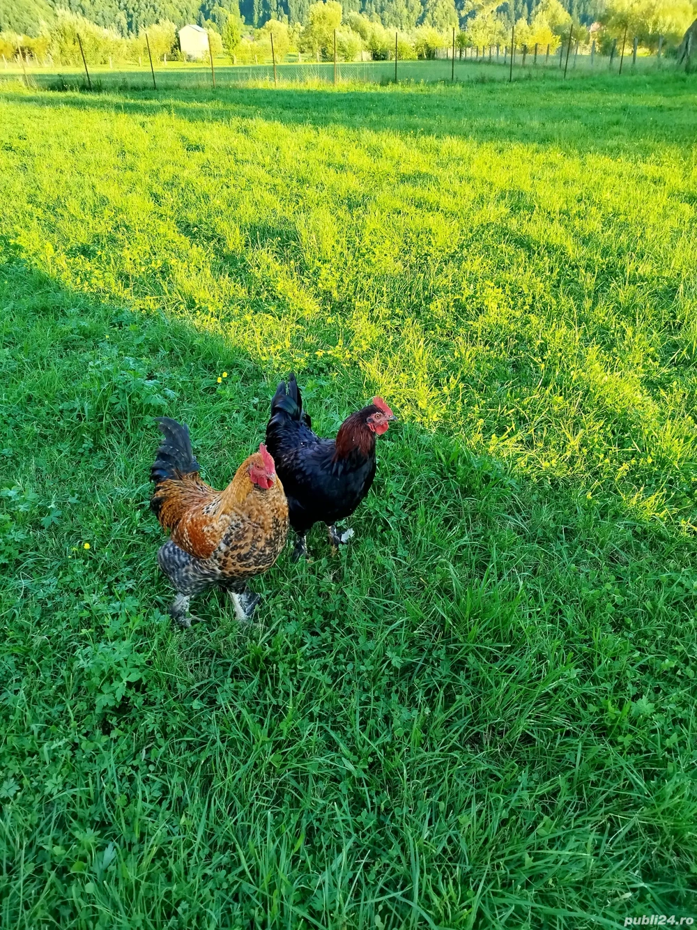 Vând sau schimb cocoșii  Vând sau schimb cocoșii