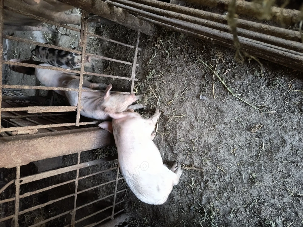 vând purcei de rasa vând purcei de rasa