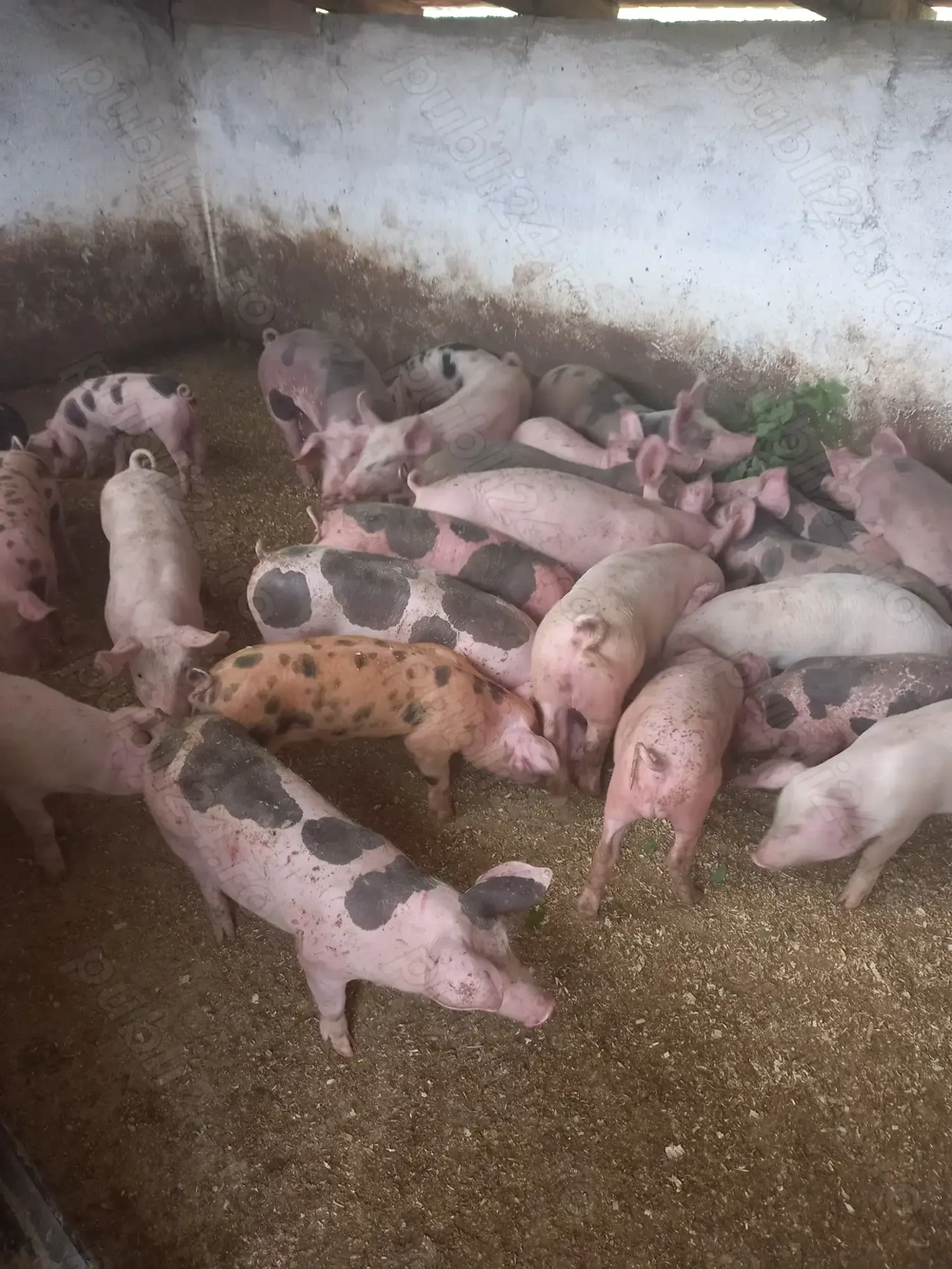 Vand purcei si grasuni