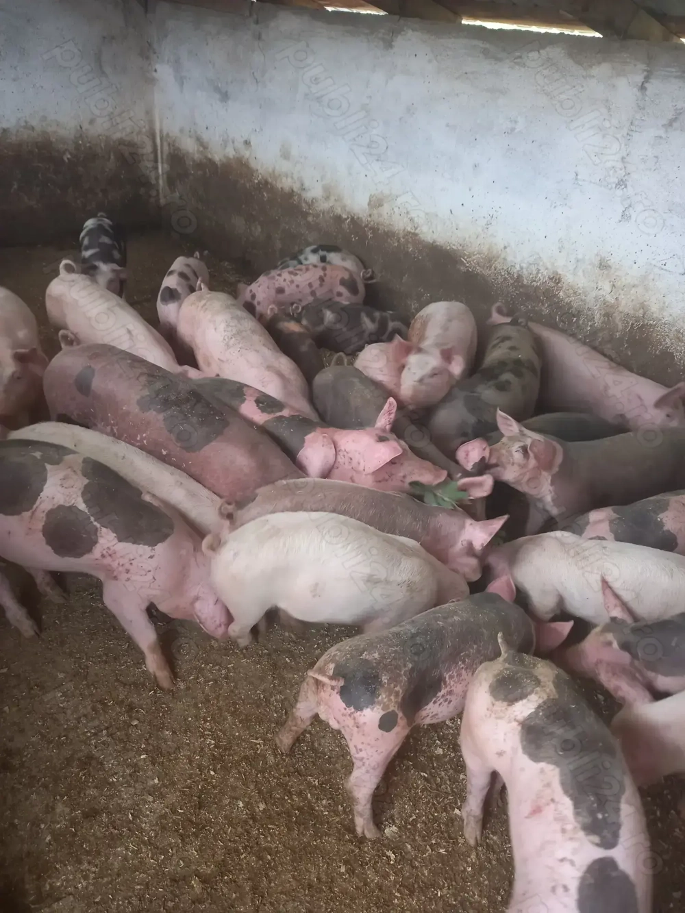 Vand purcei si grasuni Vand purcei si grasuni